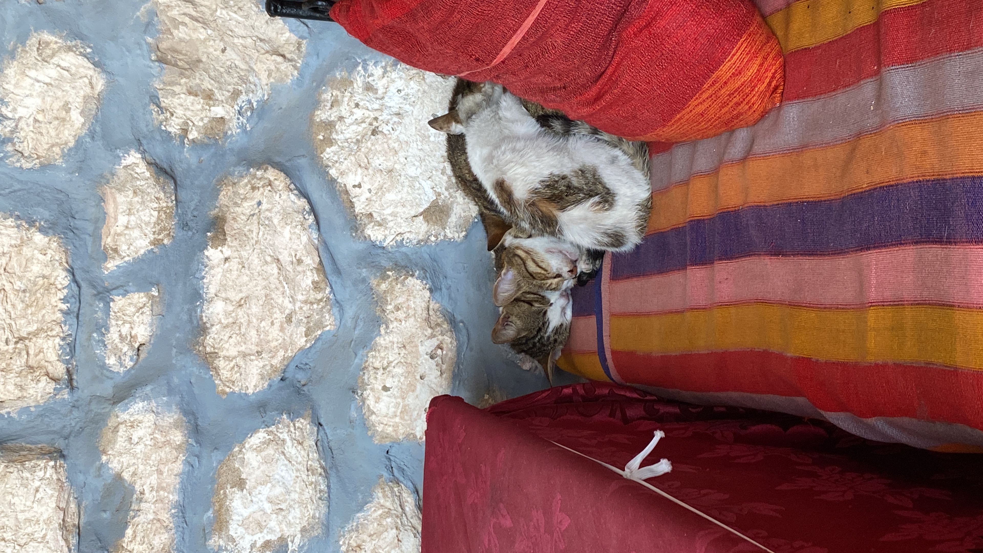 Pet-Caring 3